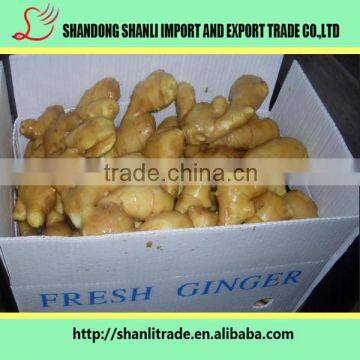 Chinese fresh ginger -exporting standard