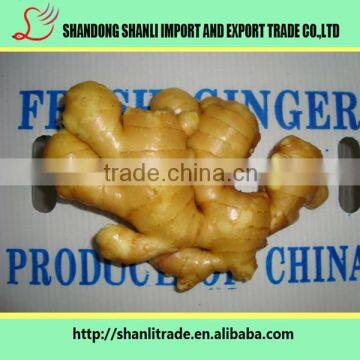 High quality fresh ginger 150g