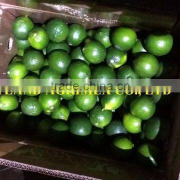 BEST QUALITY OF GREEN LEMON/LIME FROM VIETNAM