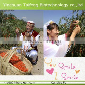 EU standard red dried wolfberry/goji berries for Anti-tumor