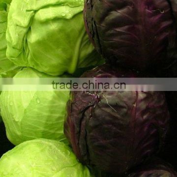 Green Cabbage Purple Cabbage With Good Quality