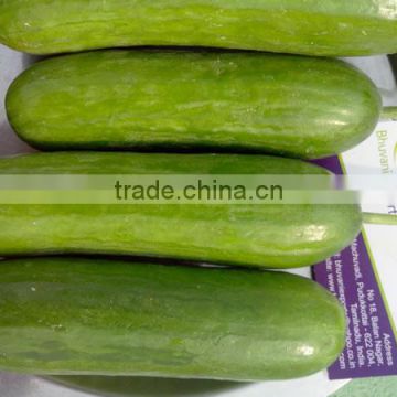 Fresh Class 1 Cucumber from South Africa