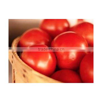 Lycopersicum extract (Lycopene 6%, 10% )