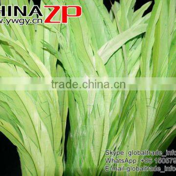 Leading Supplier CHINAZP Bulk Sale 35-40cm Length Cheap Colored Green Fully Dyed Rooster Chicken Feathers photo-4