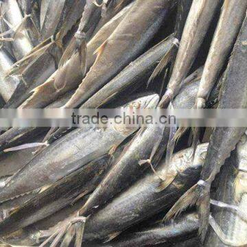 frozen baby spanish mackerel(king mackerel) fish