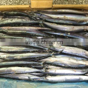 #4 Frozen Saury For Bait