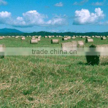 Grass hay bale, dry hay bale, hay for animal feeding, Rhode grass hay bale, cattle feed hay, hay bale