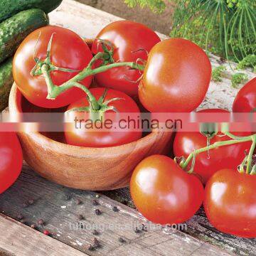 Package of 100 Seeds Unlimited Growth Early Maturity Red Tomato Seeds