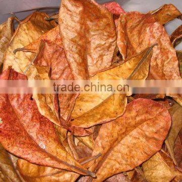 Dried Terminalia Catappa Leaves