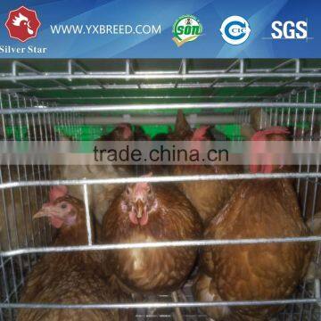 used poultry equipment for sale