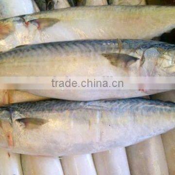 Frozen horse mackerel