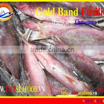 FROZEN GOLD BAND FUSILIER WHOLE ROUND