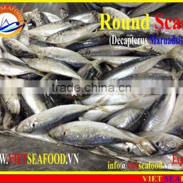 FROZEN MARUADSI (ROUND SCAD) photo-4