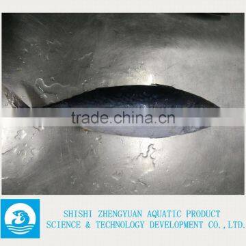 Frozen Bonito Frozen Tuna Fish