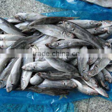 Frozen Seafood Horse Mackerel Fish photo-2