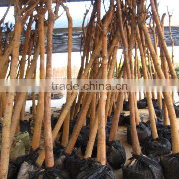 Ficus Religiosa tropical plants