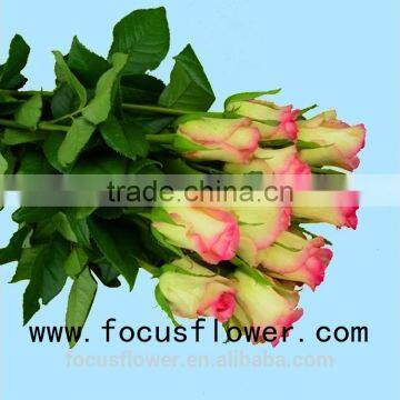 environment-friendly fresh rose supply fresh cut roses hopeshow for parties from KUNMING