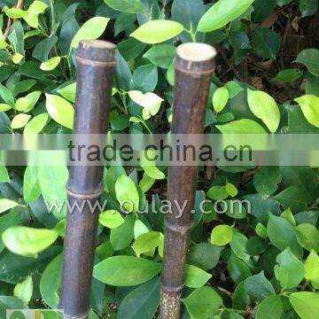 Black Tonkin Bamboo Cane/pole
