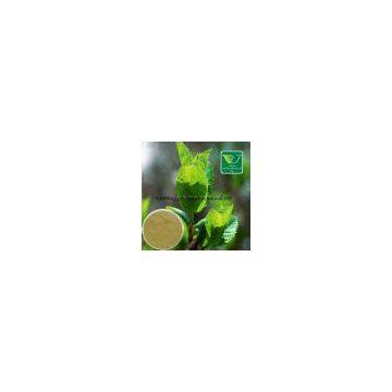 Oolong Tea Extract