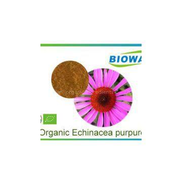 Organic Echinacea Purpurea