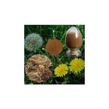 Dandelion Extract plant extract factory