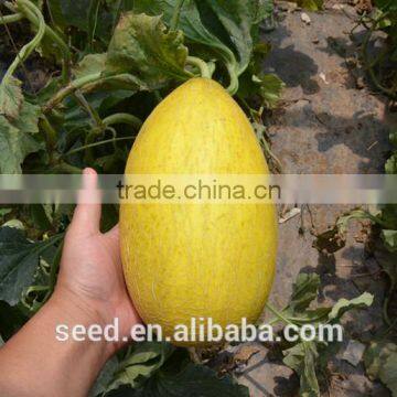 Honey6 Chinese good adaptability Rock Melon for Sale