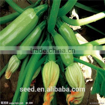 Jade No.1 early mature smooth green skin squash seeds