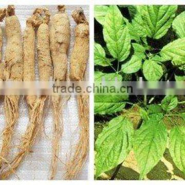 Panax Ginseng Extract Powder Ginsenoside 4%-80%