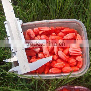 IQF Goji Fruit