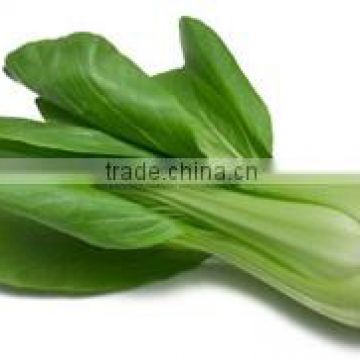 Organic fresh Chinese Cabbage Pack Choi