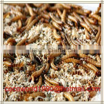 where are mealworms found/mealworm nutrition/mealworms for sale south africa