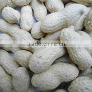 shandong dry roasted peanut with shell