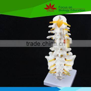 Most popular Lumbar spinal column with sacral and coccyx bones model