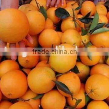 New Crop Fresh Navel Orange From Best Food photo-4
