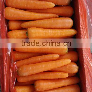 Fresh Shandong Carrot