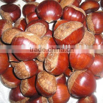 Chinese Chestnut