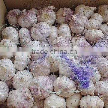 normal white garlic