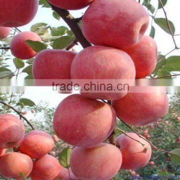 fresh apple for 2014 shandong