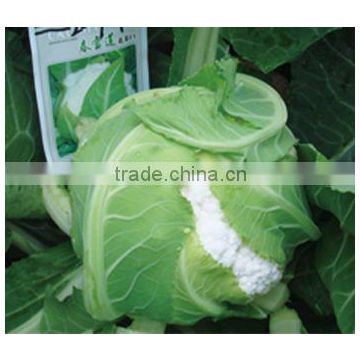 Hybrid cauliflower seeds for growing-Spring Lotus