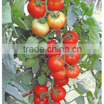 Chinese High Quality High Yield Hybrid F1 Big Red Tomato Seed For Greenhouse-Johnson