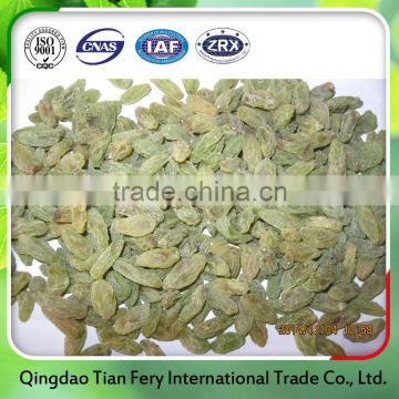 Healthy top quality dry green raisin