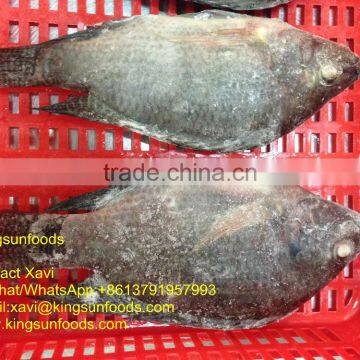 Whole sale Farm Raising Frozen Tilapia Fish