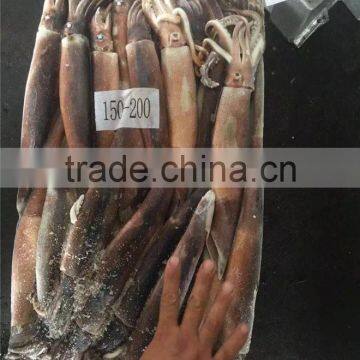 Illex Argentinus Squid Frozen Seafood photo-2