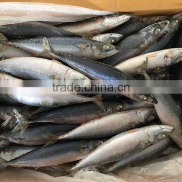 2016 Landing Sea Frozen Mackerel 200-250g photo-3