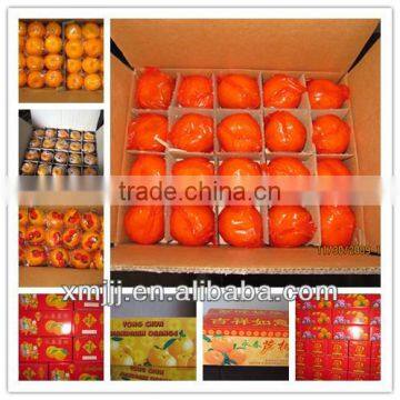 Yongchun Mandarin,Clementine Orange photo-4