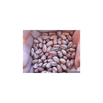 Sell Light Speckled Kidney Beans