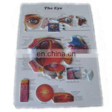 printing and 3d image pvc the eye poster