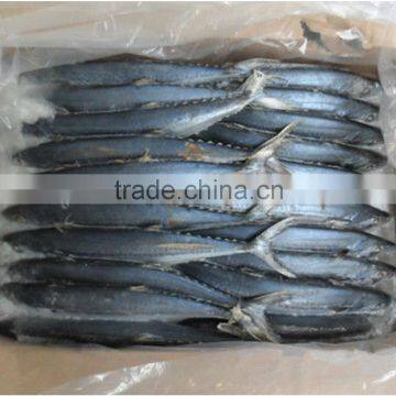 frozen fish (spanish mackerel 750-1000g)