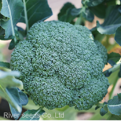 450pcs Wholesale f1 Hybrid Green Broccoli Seeds Broccoli Romanesco Seeds for Farm photo-2