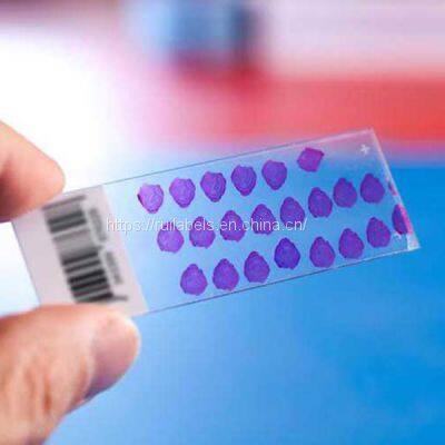 Xylene Resistant Slide Labels Microscope Slides Labeling photo-3